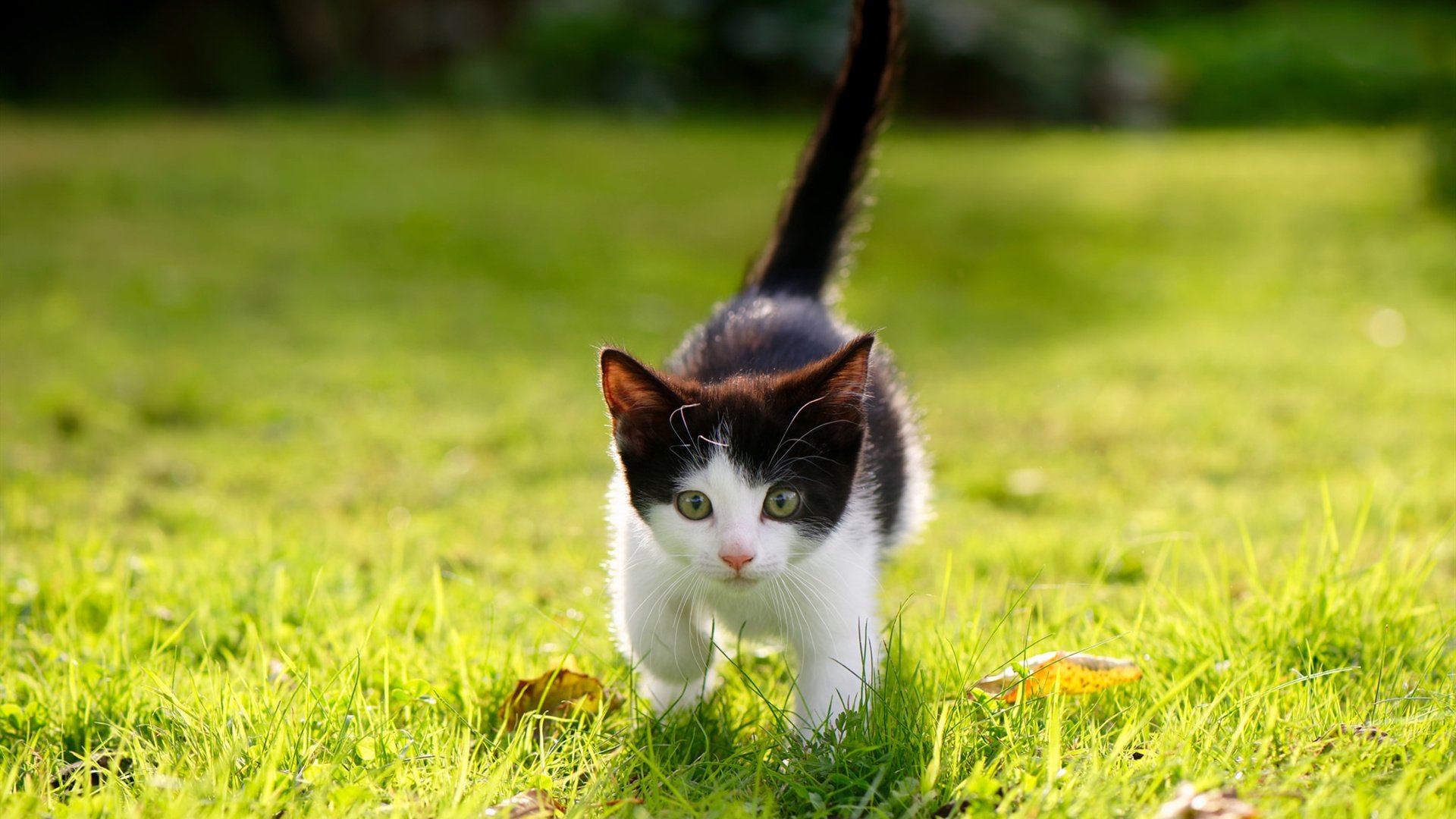 中国三人篮球男队提升抢断与转化效率，中国男子三人篮球队员