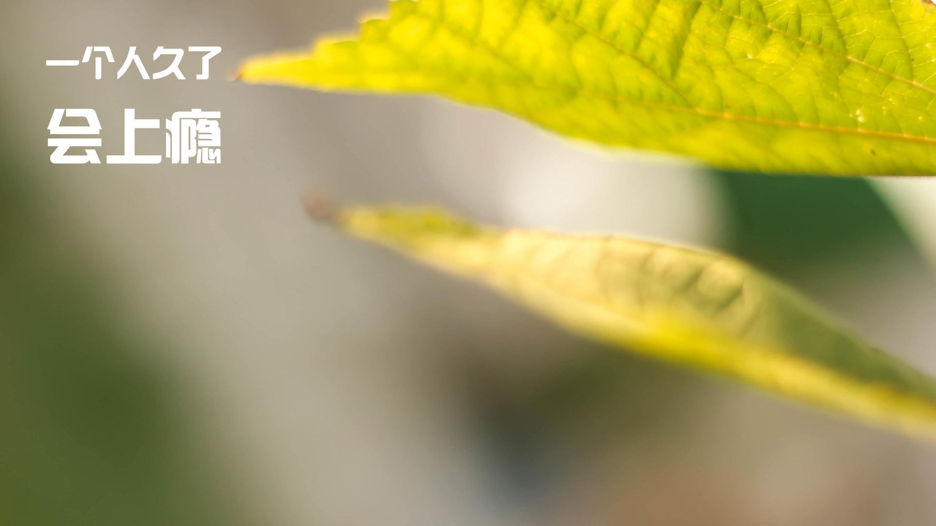 高原马拉松吸引国内外专业选手参赛，马拉松高原训练的利与弊和原则