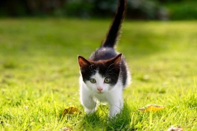 kaiyun开云·官方网站-中国三人篮球男队提升抢断与转化效率，中国男子三人篮球队员