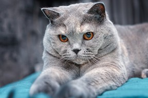 开云体育-搏击擂台新晋拳手打法独具一格，搏击选手