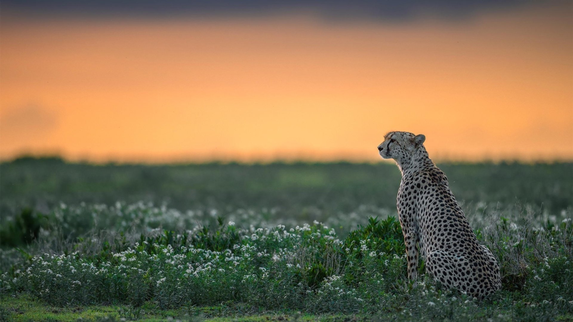 中国篮球出版物数量增加内容质量不断提升，我国篮球