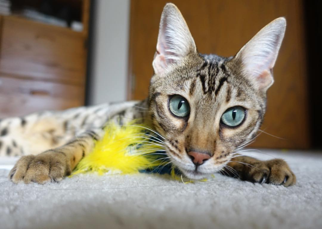 冬季两项世界杯中国队名列前茅,冬季世界杯联赛怎么办